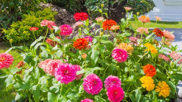 Lassen Sie Zinnien in Ihrem Garten erblühen – befolgen Sie einfach diese Schnittanleitung