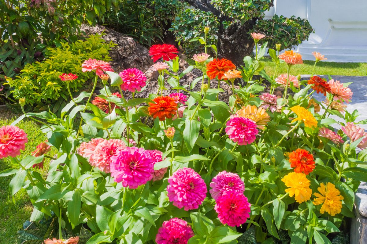 Lassen Sie Zinnien in Ihrem Garten erblühen – befolgen Sie einfach diese Schnittanleitung