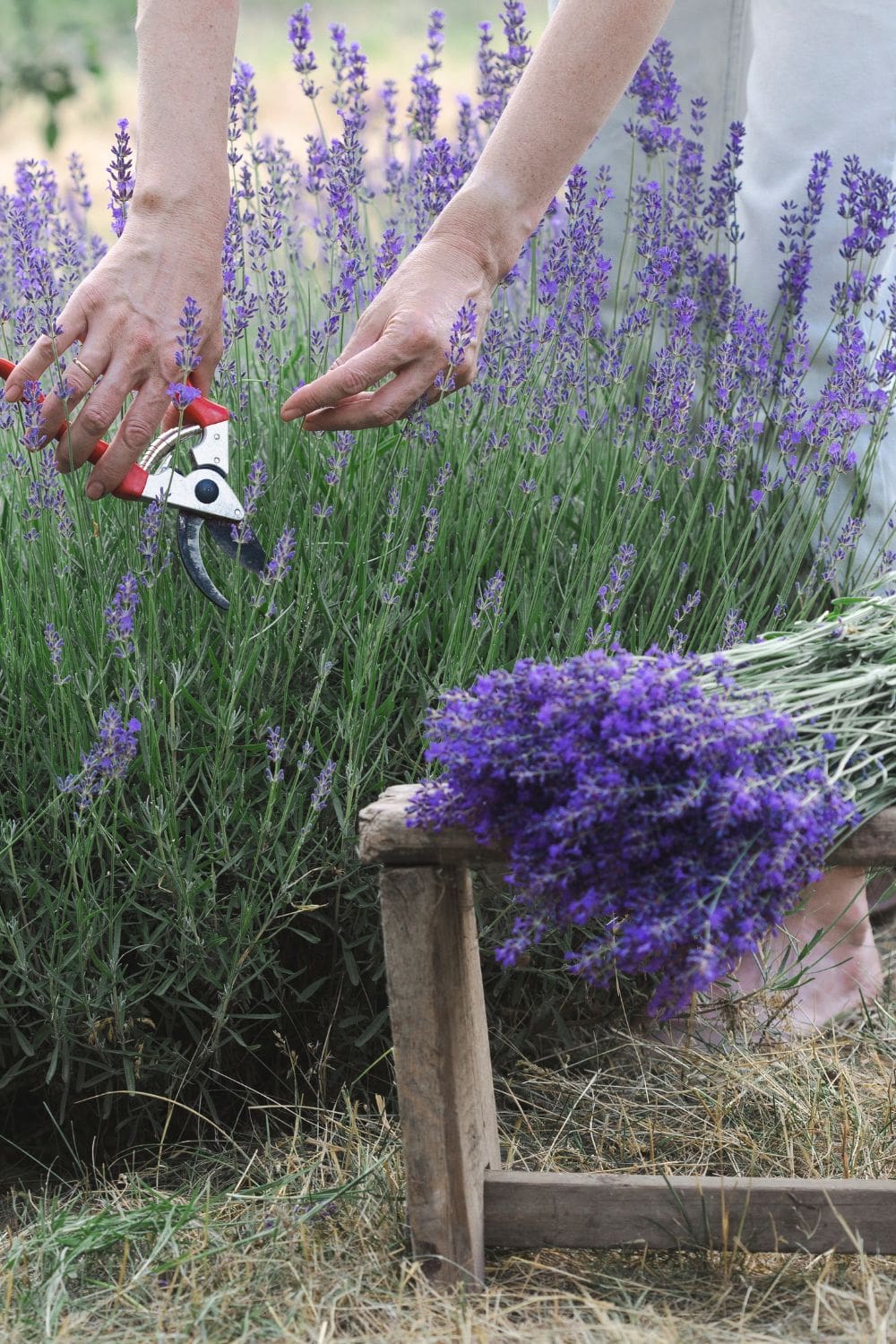 Du solltest Lavendel im August schneiden. Hier erfährst du, warum und