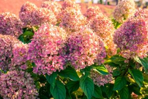 Mit diesen 7 attraktiven Hortensien bleibt Ihr Garten den ganzen Herbst über lebendig