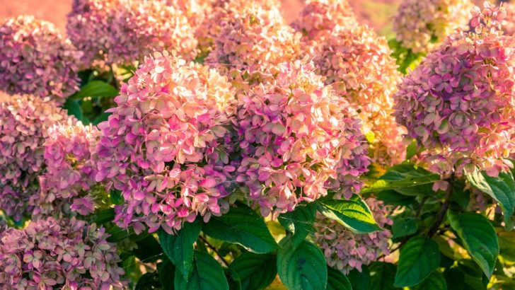 Mit diesen 7 attraktiven Hortensien bleibt Ihr Garten den ganzen Herbst über lebendig