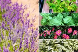 Pflanzen Sie Lavendel nicht in der Nähe dieser Pflanzen, um einen blühenden Garten zu erhalten