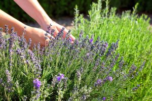 Rosmarin und Lavendel - Ein Traumpaar für Ihren Garten, das Sie unbedingt zusammen pflanzen sollten