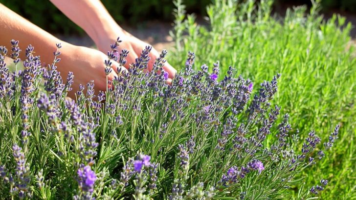 Rosmarin und Lavendel – Ein Traumpaar für Ihren Garten, das Sie unbedingt zusammen pflanzen sollten