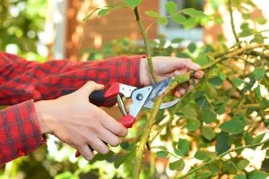 Verpassen Sie nicht diese wichtigen Tipps zum Rückschnitt im August für einen blühenden Garten