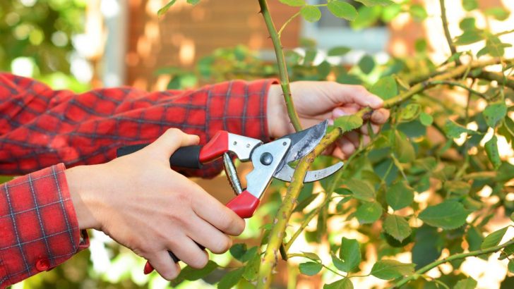 Verpassen Sie nicht diese wichtigen Tipps zum Rückschnitt im August für einen blühenden Garten