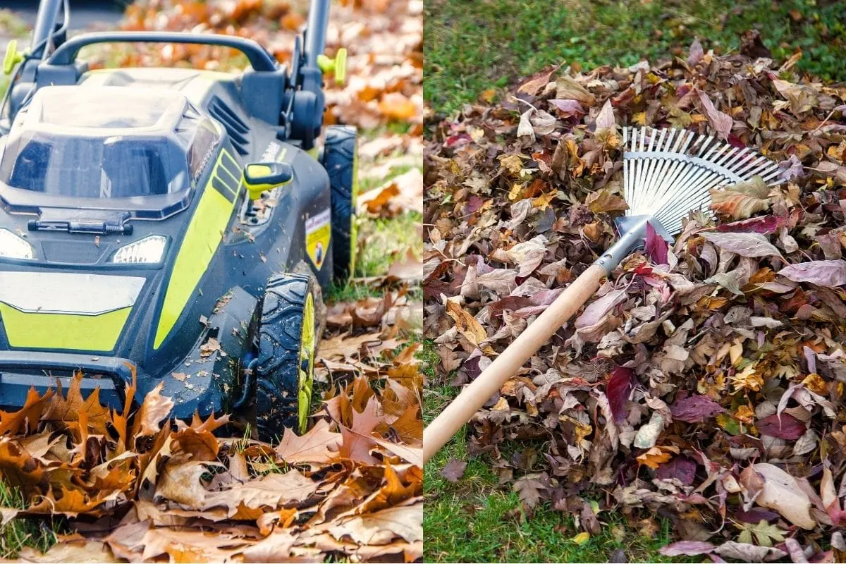 Warum Sie diesen Herbst kein Laub zusammenharken sollten