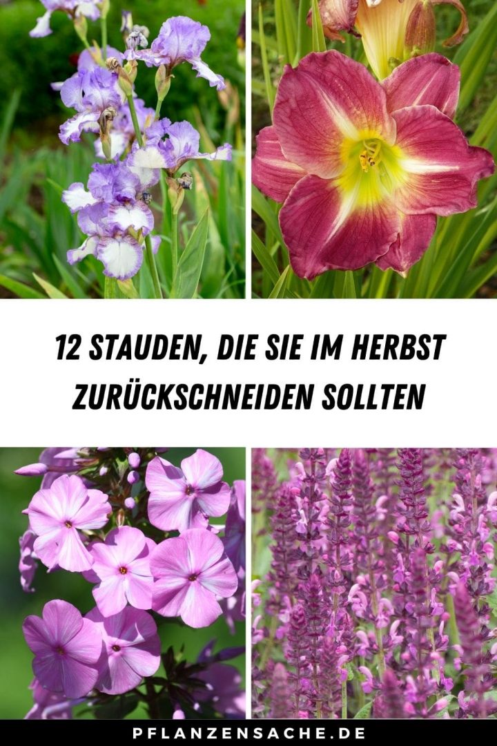 12 Stauden, die Sie im Herbst zurückschneiden sollten