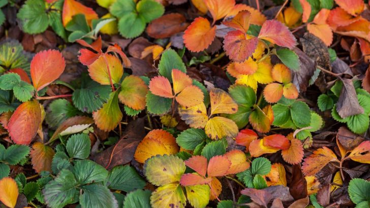 3 wichtige Aufgaben im Herbst für Erdbeerpflanzen (+ eine Sache, die Sie im Herbst nicht tun sollten)