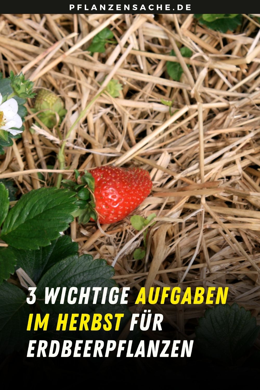 3 wichtige Aufgaben im Herbst für Erdbeerpflanzen (+ eine Sache, die