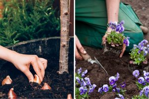 Das sollten Sie im Herbst pflanzen, damit Ihr Garten im Frühling prachtvoll blüht