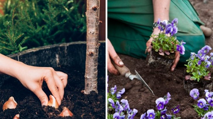 Das sollten Sie im Herbst pflanzen, damit Ihr Garten im Frühling prachtvoll blüht