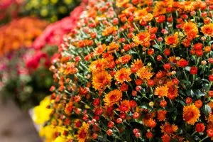 Die beste Zeit zum Pflanzen von Herbst-Chrysanthemen in Ihrem Garten