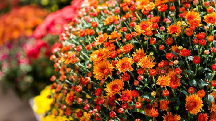 Die beste Zeit zum Pflanzen von Herbst-Chrysanthemen in Ihrem Garten