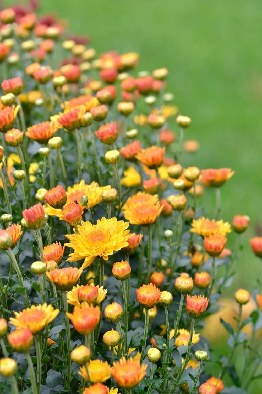 Chrysanthemen Winterhart Samen - 420 Stck Bio Garten Blumen Bodendecker  Zimmerpflanzen
