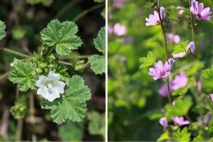 Malva Neglecta und Malva Sylvestris in traditionellen und modernen Wellness-Praktiken