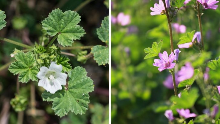 Malva Neglecta und Malva Sylvestris in traditionellen und modernen Wellness-Praktiken