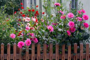 Schneide diese Blumen im Knospenstadium für spektakuläre Blüten