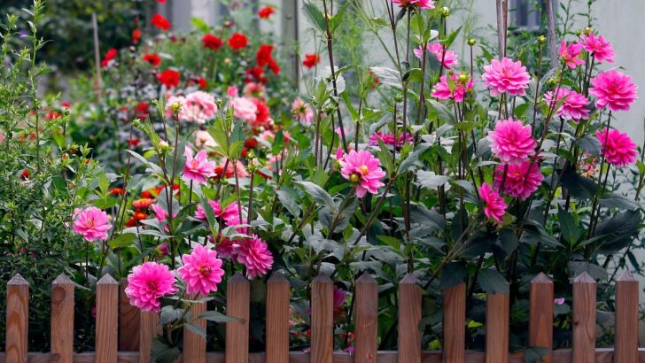 Schneide diese Blumen im Knospenstadium für spektakuläre Blüten