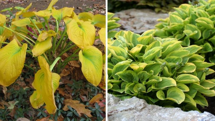 Sind diese 3 simplen Schritte das Geheimnis zu atemberaubenden Hostas im Herbst?