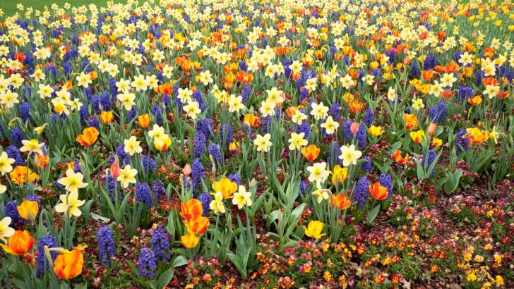 Wie Sie Ihren Rasen mit Blumenzwiebeln in ein buntes Blumenmeer verwandeln