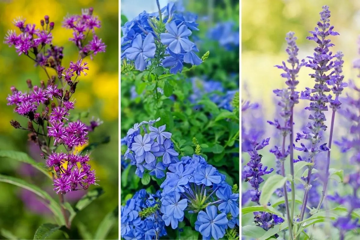 10 Tolle Alternativen zu Chrysanthemen für den Herbst