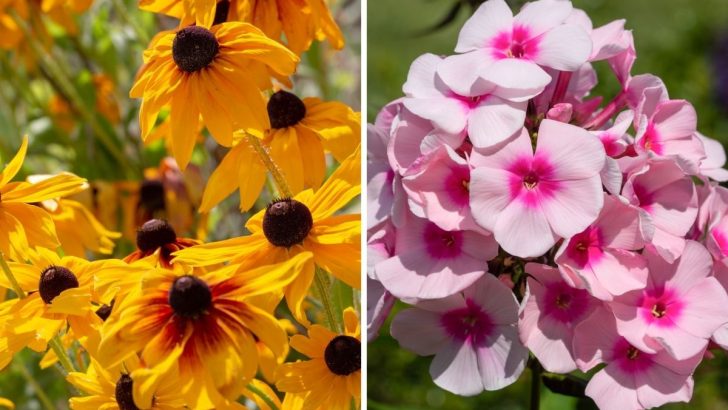 Frühling oder Herbst wann ist die beste Zeit Stauden zu pflanzen