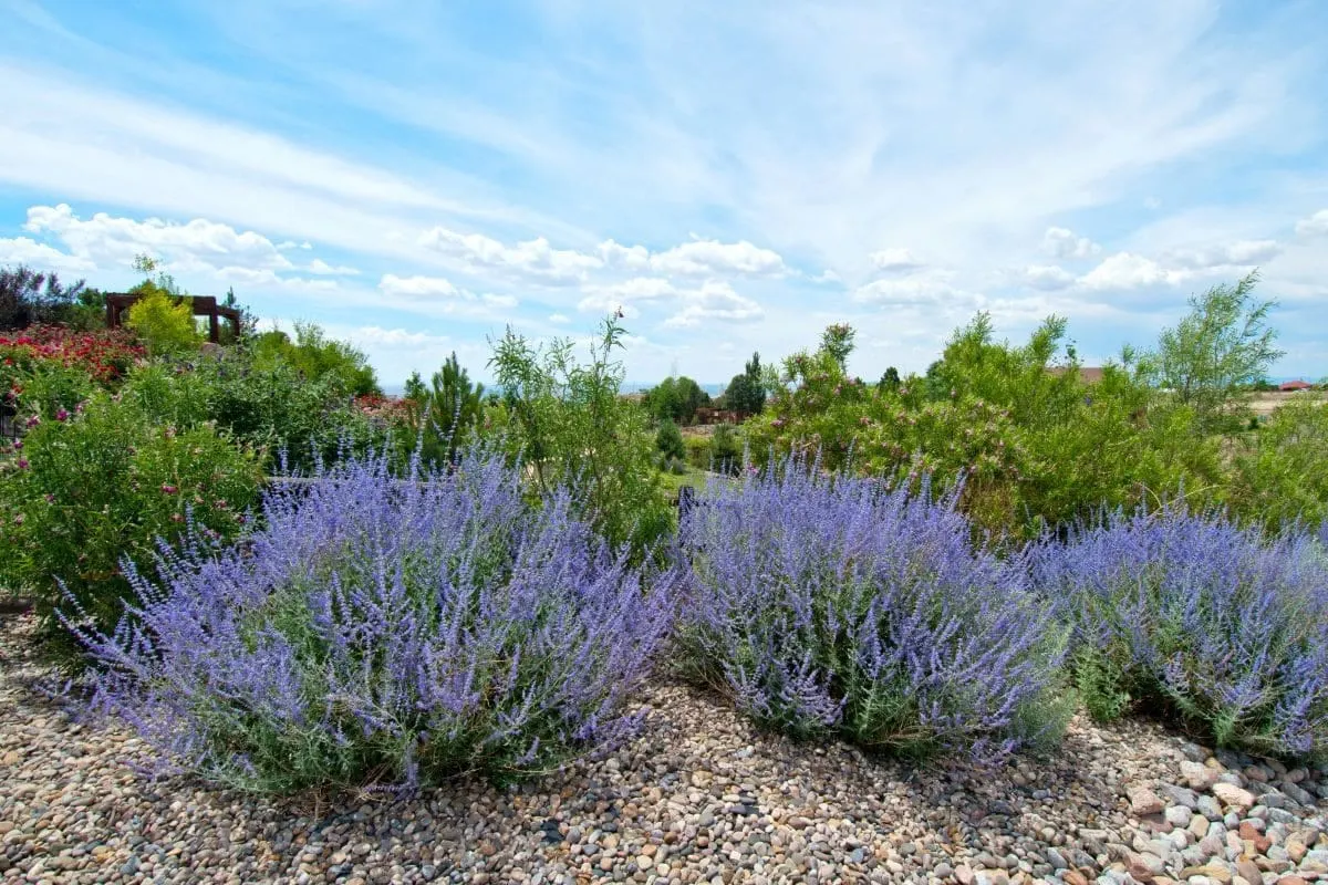 1.-Russian-Sage