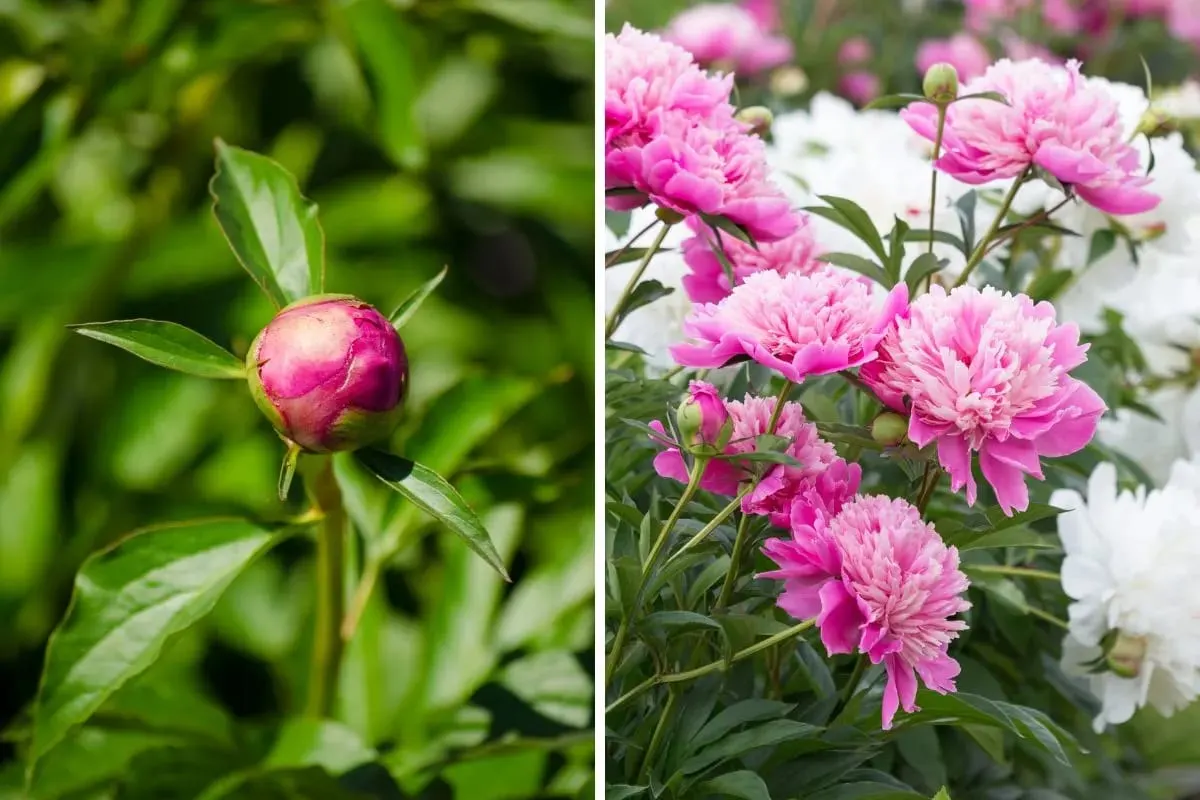 10 Reasons That Could Be Preventing Your Peonies from Blooming