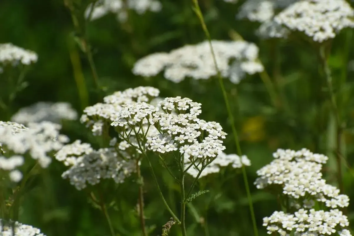 11.-White-Yarrow-Achillea-millefolium