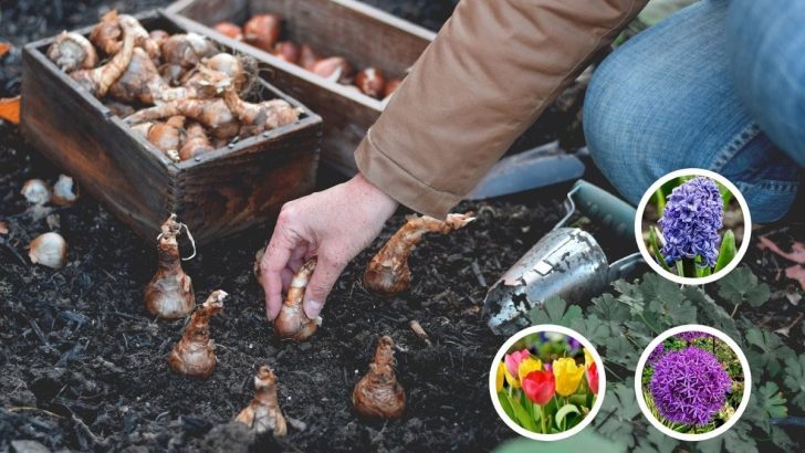 8 Blumenzwiebeln, die Sie jetzt für einen spektakulären Frühlingsgarten pflanzen sollten