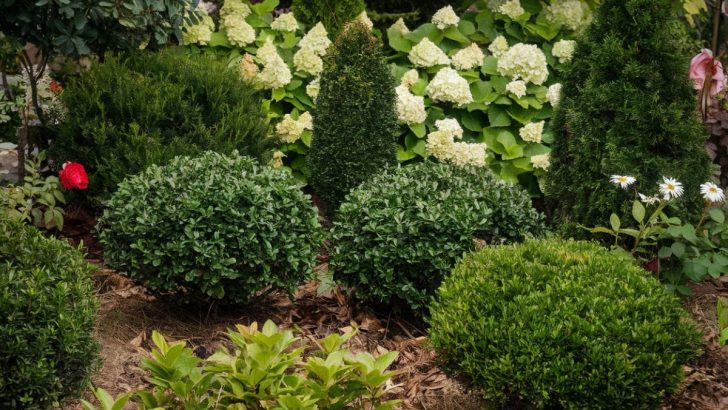 9 Sträucher, die Ihren Garten mit wenig Arbeit in einem tollen Zustand halten