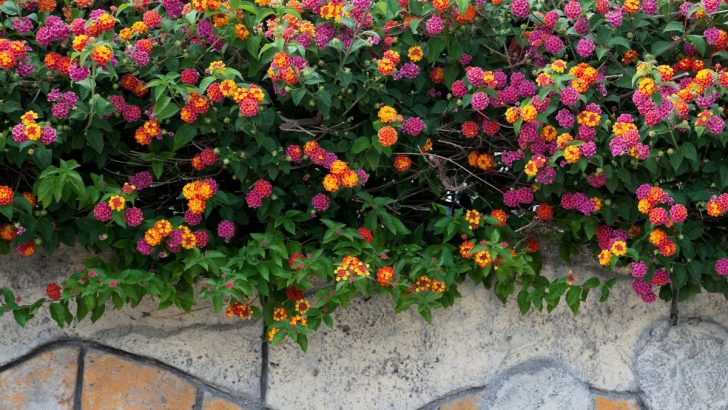 So vermehren Sie Wandelröschen aus Stecklingen oder Samen im eigenen Garten