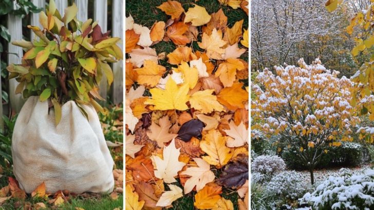 Vermeide diese 10 Fehler im Herbstgarten, sonst wirst du es im nächsten Frühling bereuen