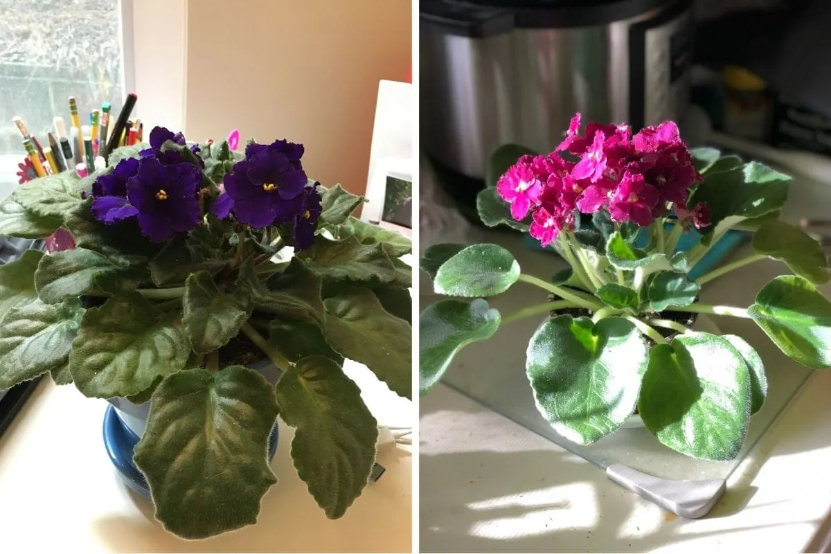 African Violet