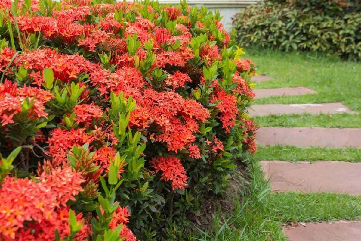 About-Ixora-Plants