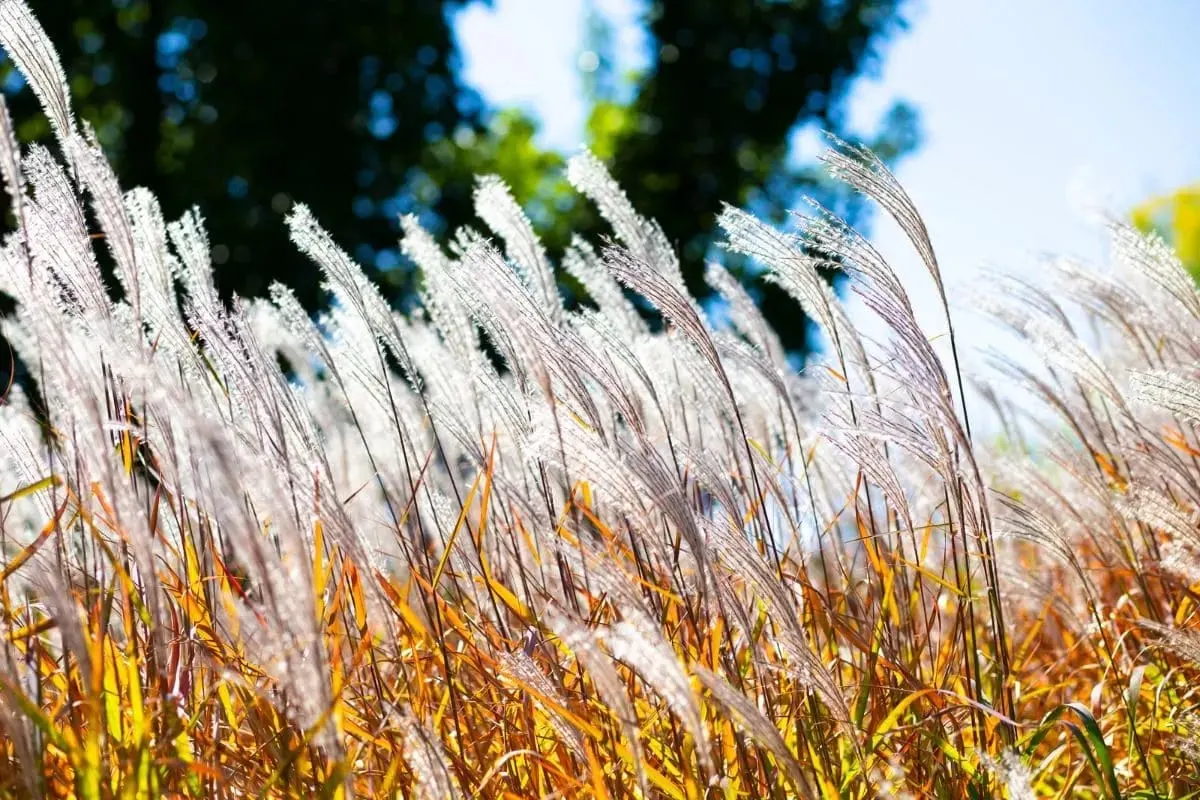 About-Ornamental-Grasses-Flame-Grasses-Plants