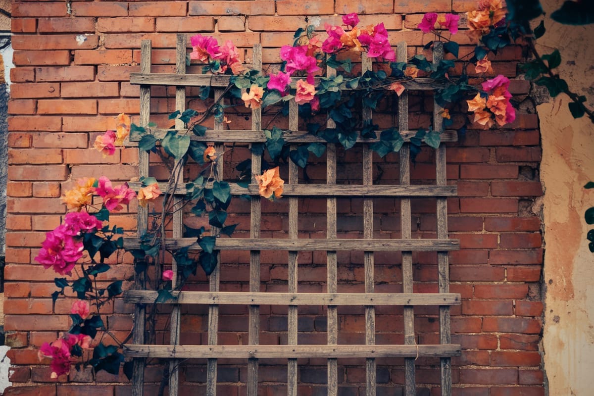 Bougainvillea