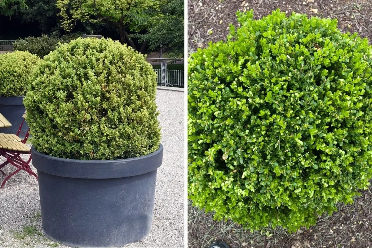 Boxwood