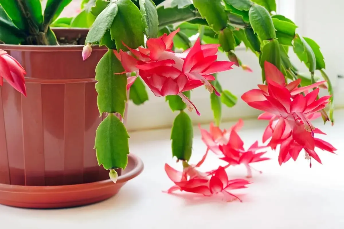 Think Pruning Your Christmas Cactus Isn’t Necessary Here’s Why You Might Want to Start