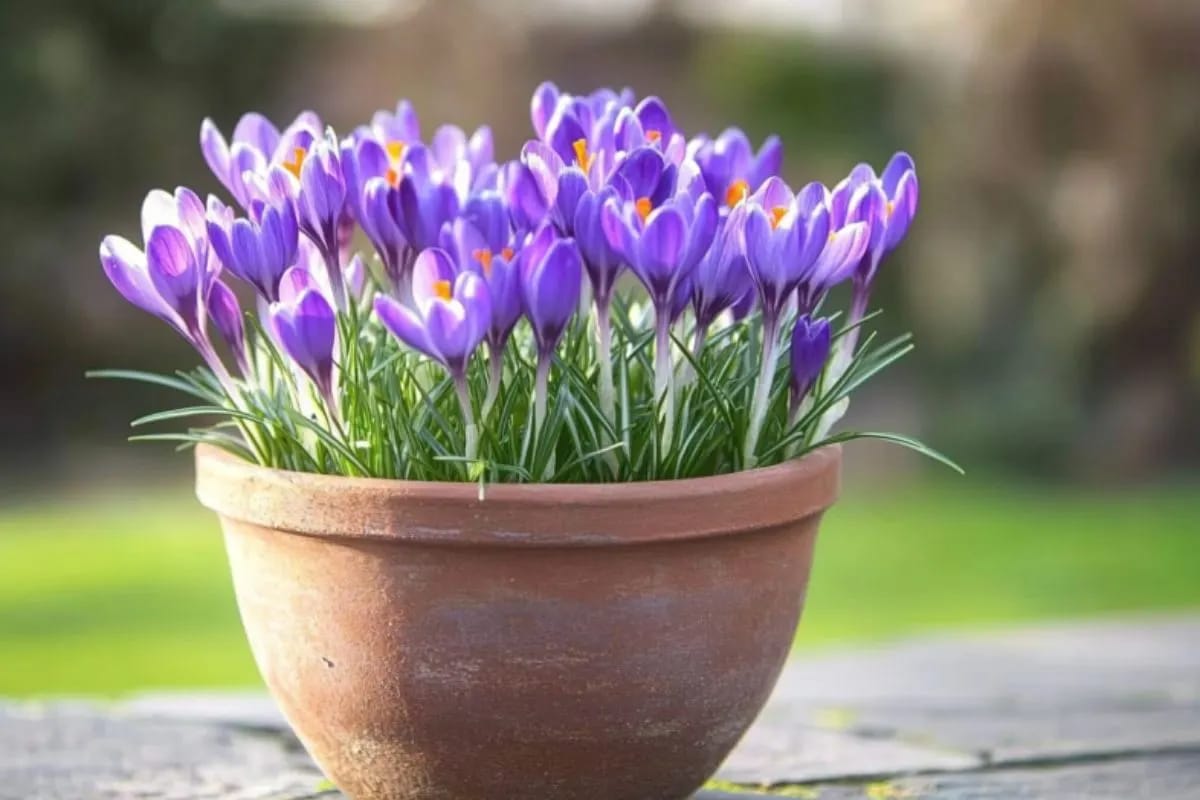 a pot filled with blooming purple crocus flowers