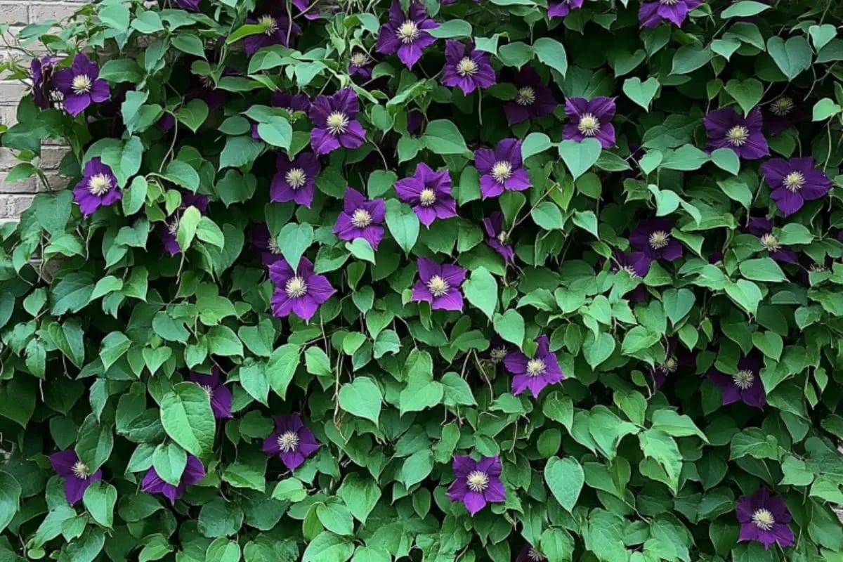 an unpruned clematis vine with lush green leaves