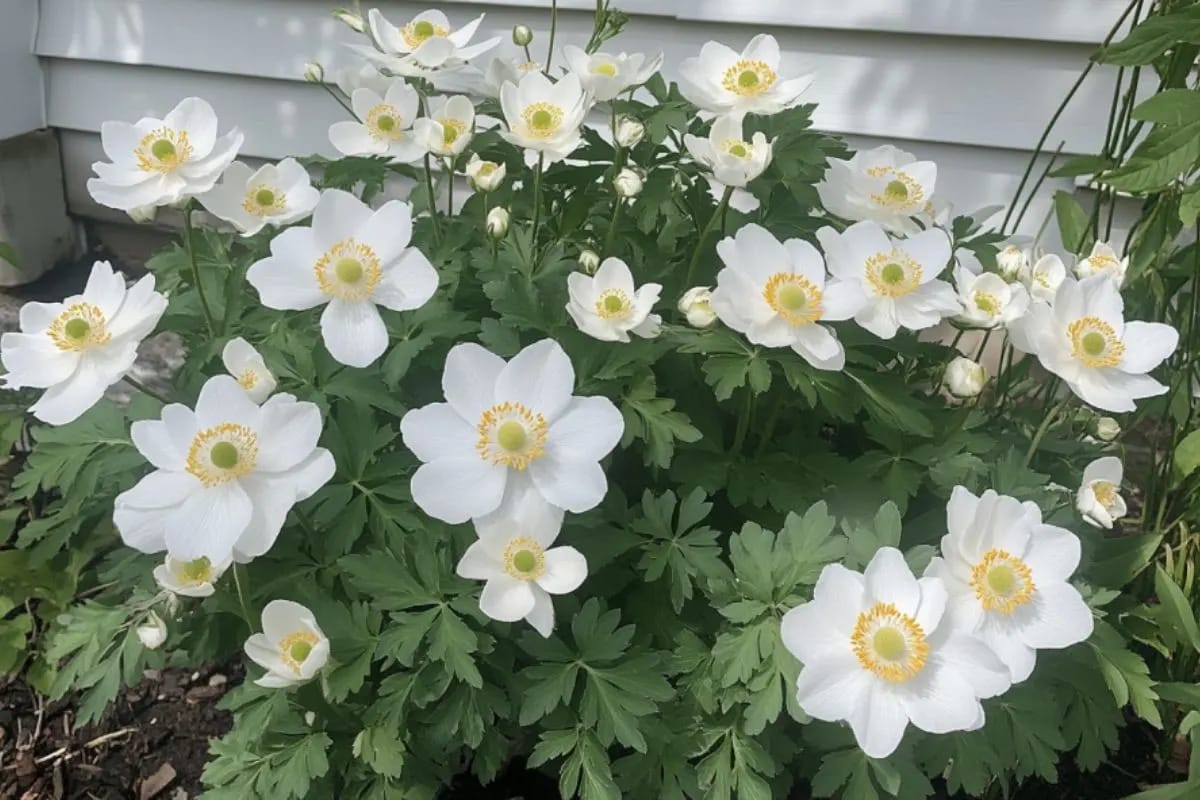 Japanese Anemone