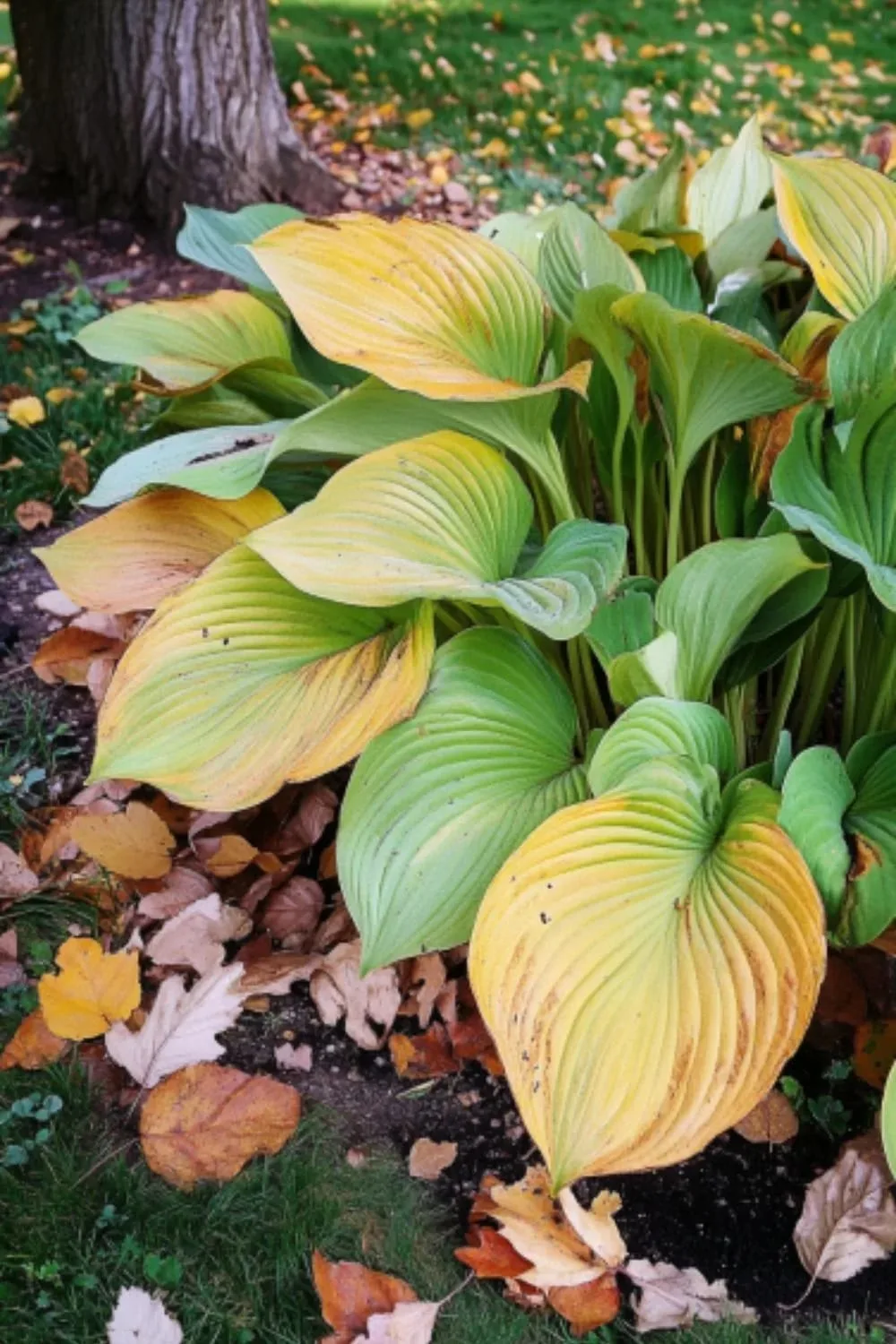 hostas 1