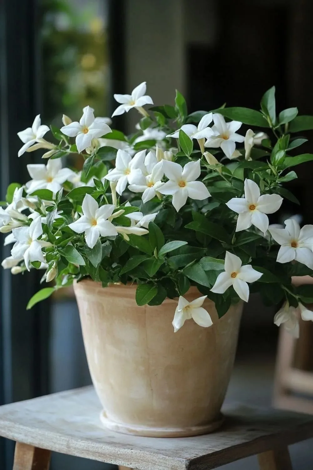 Jasmine-plant-in-your-home-4