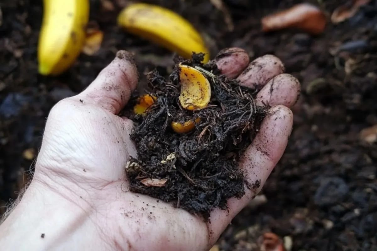 holding leaf compost in the hand