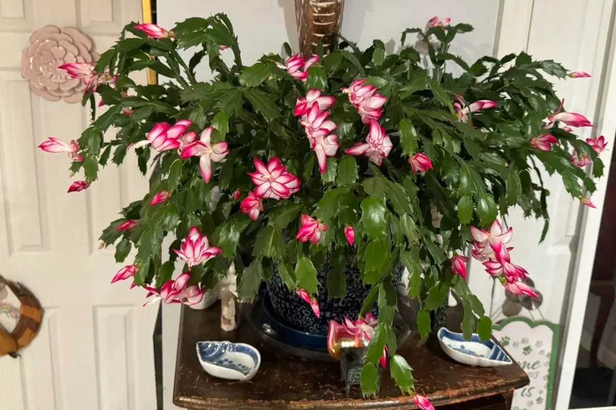 meeska56-reddit-christmas-cactus-2