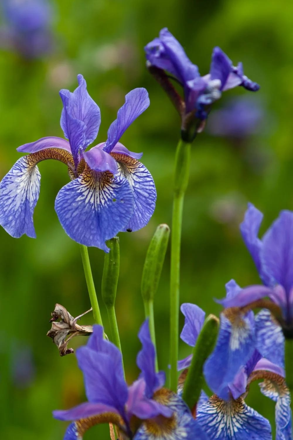 Miniature Irises (Iris reticulata)