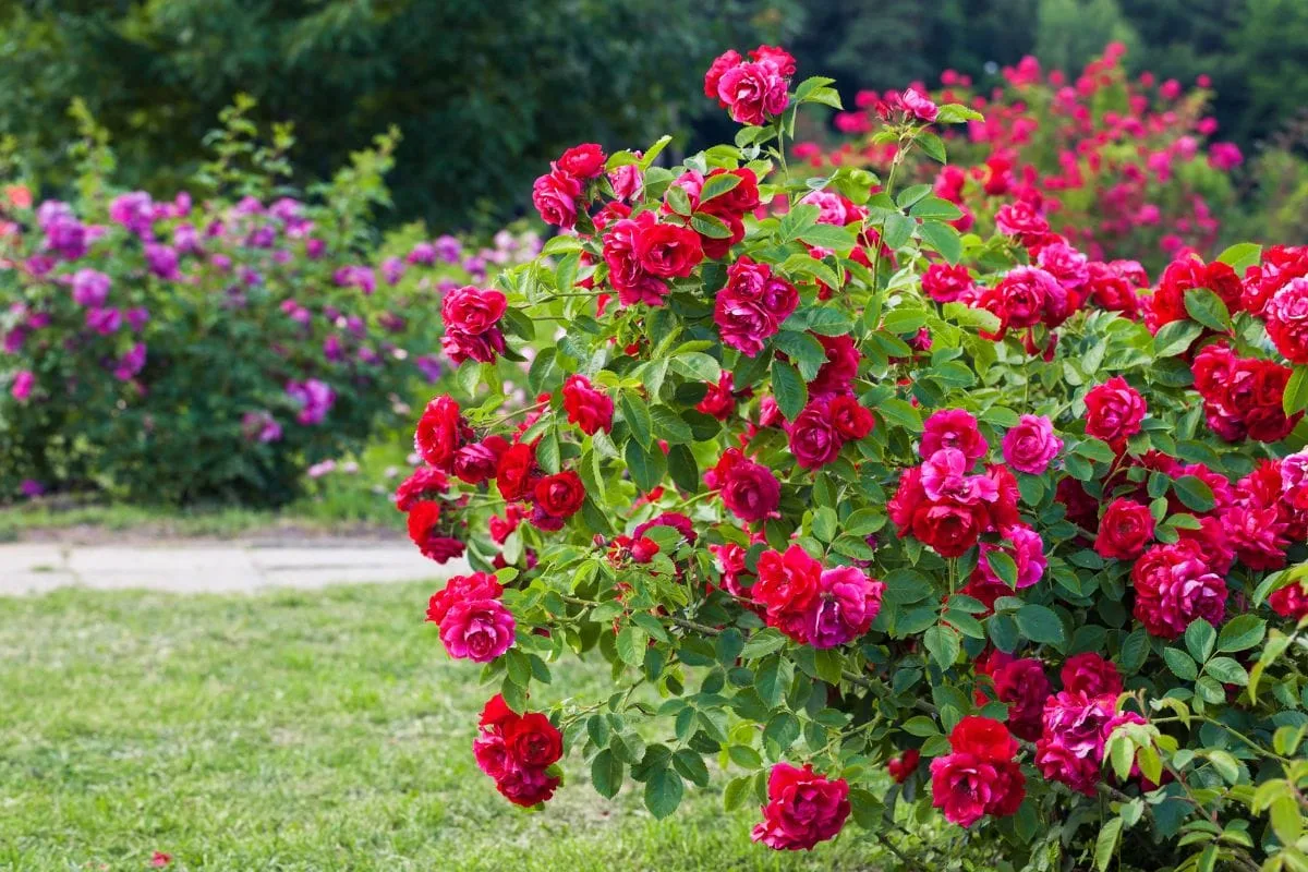 Red-Rose-Bush-in-Garden