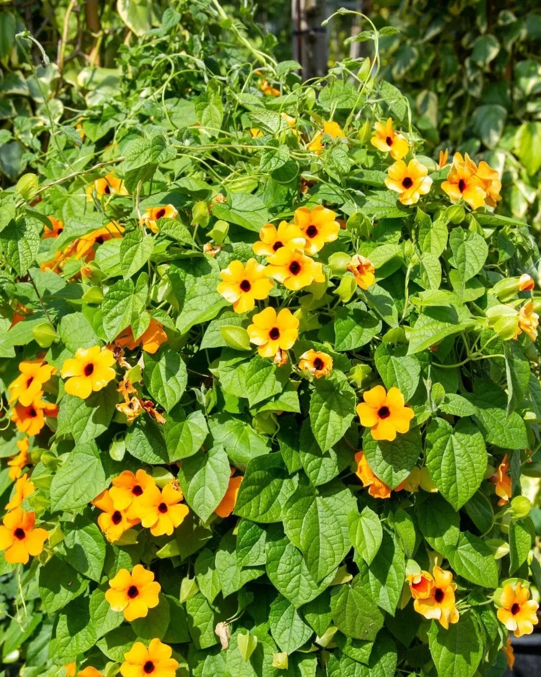 Black-eyed-Susanne-11